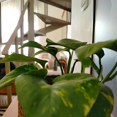 Dionysus View Apartment